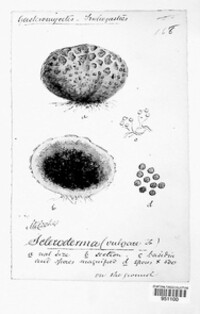 Image of Scleroderma citrinum